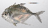  ( - PHIL-064)  @11 [ ] CreativeCommons  Attribution Non-Commercial (by-nc) (2015) Unspecified Smithsonian Institution National Museum of Natural History