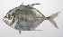  ( - PHIL-067)  @11 [ ] CreativeCommons  Attribution Non-Commercial (by-nc) (2015) Unspecified Smithsonian Institution National Museum of Natural History