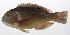  (Choerodon schoenleinii - PHIL-140)  @11 [ ] CreativeCommons  Attribution Non-Commercial (by-nc) (2015) Unspecified Smithsonian Institution National Museum of Natural History