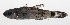  ( - PHIL-205)  @11 [ ] CreativeCommons  Attribution Non-Commercial (by-nc) (2015) Unspecified Smithsonian Institution National Museum of Natural History
