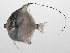  ( - PHIL-206)  @11 [ ] CreativeCommons  Attribution Non-Commercial (by-nc) (2015) Unspecified Smithsonian Institution National Museum of Natural History