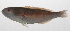  ( - PHIL-214)  @11 [ ] CreativeCommons  Attribution Non-Commercial (by-nc) (2015) Unspecified Smithsonian Institution National Museum of Natural History