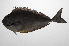  ( - PHIL-257)  @11 [ ] CreativeCommons  Attribution Non-Commercial (by-nc) (2015) Unspecified Smithsonian Institution National Museum of Natural History