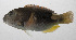  ( - PHIL-270)  @11 [ ] CreativeCommons  Attribution Non-Commercial (by-nc) (2015) Unspecified Smithsonian Institution National Museum of Natural History