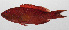  ( - PHIL-271)  @11 [ ] CreativeCommons  Attribution Non-Commercial (by-nc) (2015) Unspecified Smithsonian Institution National Museum of Natural History