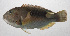  ( - PHIL-273)  @11 [ ] CreativeCommons  Attribution Non-Commercial (by-nc) (2015) Unspecified Smithsonian Institution National Museum of Natural History