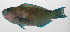  ( - PHIL-289)  @11 [ ] CreativeCommons  Attribution Non-Commercial (by-nc) (2015) Unspecified Smithsonian Institution National Museum of Natural History
