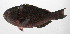  ( - PHIL-293)  @11 [ ] CreativeCommons  Attribution Non-Commercial (by-nc) (2015) Unspecified Smithsonian Institution National Museum of Natural History