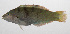  ( - PHIL-305)  @11 [ ] CreativeCommons  Attribution Non-Commercial (by-nc) (2015) Unspecified Smithsonian Institution National Museum of Natural History