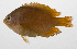  ( - PHIL-312)  @11 [ ] CreativeCommons  Attribution Non-Commercial (by-nc) (2015) Unspecified Smithsonian Institution National Museum of Natural History