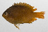  ( - PHIL-314)  @11 [ ] CreativeCommons  Attribution Non-Commercial (by-nc) (2015) Unspecified Smithsonian Institution National Museum of Natural History