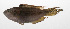  ( - PHIL-324)  @11 [ ] CreativeCommons  Attribution Non-Commercial (by-nc) (2015) Unspecified Smithsonian Institution National Museum of Natural History