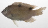  ( - PHIL-329)  @11 [ ] CreativeCommons  Attribution Non-Commercial (by-nc) (2015) Unspecified Smithsonian Institution National Museum of Natural History