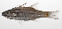  ( - PHIL-330)  @11 [ ] CreativeCommons  Attribution Non-Commercial (by-nc) (2015) Unspecified Smithsonian Institution National Museum of Natural History
