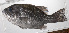  ( - PHIL-376)  @11 [ ] CreativeCommons  Attribution Non-Commercial (by-nc) (2015) Unspecified Smithsonian Institution National Museum of Natural History
