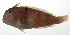  (Iniistius dea - PHIL-410)  @11 [ ] CreativeCommons  Attribution Non-Commercial (by-nc) (2015) Unspecified Smithsonian Institution National Museum of Natural History
