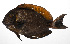  ( - PHIL-442)  @11 [ ] CreativeCommons  Attribution Non-Commercial (by-nc) (2015) Unspecified Smithsonian Institution National Museum of Natural History