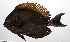  (Acanthurus bariene - PHIL-444)  @11 [ ] CreativeCommons  Attribution Non-Commercial (by-nc) (2015) Unspecified Smithsonian Institution National Museum of Natural History