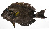  (Acanthurus maculiceps - PHIL-446)  @11 [ ] CreativeCommons  Attribution Non-Commercial (by-nc) (2015) Unspecified Smithsonian Institution National Museum of Natural History