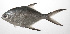  ( - PHIL-470)  @11 [ ] CreativeCommons  Attribution Non-Commercial (by-nc) (2015) Unspecified Smithsonian Institution National Museum of Natural History