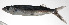  ( - PHIL-474)  @11 [ ] CreativeCommons  Attribution Non-Commercial (by-nc) (2015) Unspecified Smithsonian Institution National Museum of Natural History