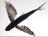  ( - PHIL-474)  @11 [ ] CreativeCommons  Attribution Non-Commercial (by-nc) (2015) Unspecified Smithsonian Institution National Museum of Natural History