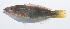 ( - PHISH-475)  @11 [ ] CreativeCommons  Attribution Non-Commercial (by-nc) (2016) Unspecified Smithsonian Institution National Museum of Natural History