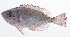  ( - PHISH-534)  @11 [ ] CreativeCommons  Attribution Non-Commercial (by-nc) (2016) Unspecified Smithsonian Institution National Museum of Natural History