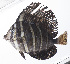  ( - PHISH-570)  @11 [ ] CreativeCommons  Attribution Non-Commercial (by-nc) (2016) Unspecified Smithsonian Institution National Museum of Natural History