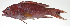  ( - PI-0029)  @11 [ ] CreativeCommons  Attribution Non-Commercial (by-nc) (2011) Unspecified Smithsonian Institution National Museum of Natural History