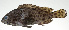  ( - PI-0061)  @11 [ ] CreativeCommons  Attribution Non-Commercial (by-nc) (2011) Unspecified Smithsonian Institution National Museum of Natural History