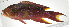  ( - PI-0162)  @11 [ ] CreativeCommons  Attribution Non-Commercial (by-nc) (2011) Unspecified Smithsonian Institution National Museum of Natural History