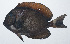  ( - RP-015)  @11 [ ] CreativeCommons  Attribution Non-Commercial (by-nc) (2012) Unspecified Smithsonian Institution National Museum of Natural History