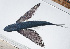  ( - RP-083)  @11 [ ] CreativeCommons  Attribution Non-Commercial (by-nc) (2012) Unspecified Smithsonian Institution National Museum of Natural History