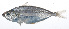  ( - RP-113)  @11 [ ] CreativeCommons  Attribution Non-Commercial (by-nc) (2012) Unspecified Smithsonian Institution National Museum of Natural History