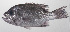  ( - PHI-421)  @11 [ ] CreativeCommons  Attribution Non-Commercial (by-nc) (2013) Unspecified Smithsonian Institution National Museum of Natural History