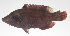  ( - PHI-112)  @11 [ ] CreativeCommons  Attribution Non-Commercial (by-nc) (2013) Unspecified Smithsonian Institution National Museum of Natural History