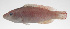  (Oxycheilinus samurai - PHI-113)  @11 [ ] CreativeCommons  Attribution Non-Commercial (by-nc) (2013) Unspecified Smithsonian Institution National Museum of Natural History