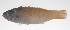  ( - PHI-114)  @11 [ ] CreativeCommons  Attribution Non-Commercial (by-nc) (2013) Unspecified Smithsonian Institution National Museum of Natural History