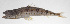  (Synodus sp. 01 WCH-2019 - PHI-070)  @11 [ ] CreativeCommons  Attribution Non-Commercial (by-nc) (2013) Unspecified Smithsonian Institution National Museum of Natural History