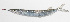  ( - PHI-175)  @11 [ ] CreativeCommons  Attribution Non-Commercial (by-nc) (2013) Unspecified Smithsonian Institution National Museum of Natural History
