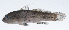  ( - PHI-415)  @11 [ ] CreativeCommons  Attribution Non-Commercial (by-nc) (2013) Unspecified Smithsonian Institution National Museum of Natural History