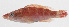  ( - PHI-184)  @11 [ ] CreativeCommons  Attribution Non-Commercial (by-nc) (2013) Unspecified Smithsonian Institution National Museum of Natural History