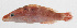  ( - PHI-183)  @11 [ ] CreativeCommons  Attribution Non-Commercial (by-nc) (2013) Unspecified Smithsonian Institution National Museum of Natural History