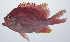  ( - PIL-147)  @11 [ ] CreativeCommons  Attribution Non-Commercial (by-nc) (2014) Unspecified Smithsonian Institution National Museum of Natural History
