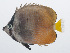  ( - PIL-170)  @11 [ ] CreativeCommons  Attribution Non-Commercial (by-nc) (2014) Unspecified Smithsonian Institution National Museum of Natural History