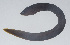 ( - PIL-173)  @11 [ ] CreativeCommons  Attribution Non-Commercial (by-nc) (2014) Unspecified Smithsonian Institution National Museum of Natural History