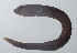  ( - PIL-174)  @11 [ ] CreativeCommons  Attribution Non-Commercial (by-nc) (2014) Unspecified Smithsonian Institution National Museum of Natural History