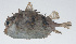  ( - PIL-258)  @11 [ ] CreativeCommons  Attribution Non-Commercial (by-nc) (2014) Unspecified Smithsonian Institution National Museum of Natural History