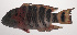  ( - VIS-134)  @11 [ ] CreativeCommons  Attribution Non-Commercial (by-nc) (2015) Unspecified Smithsonian Institution National Museum of Natural History